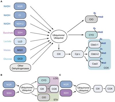 Identification of complex III, NQR, and SDH as primary bioenergetic enzymes during the stationary phase of Pseudomonas aeruginosa cultured in urine-like conditions